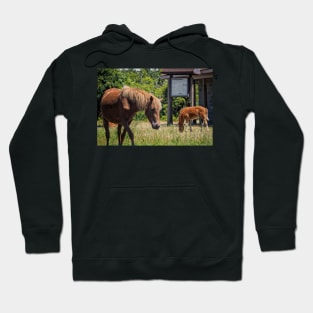 Assateague Pony Moonshadow with Foal Moonbeam Hoodie